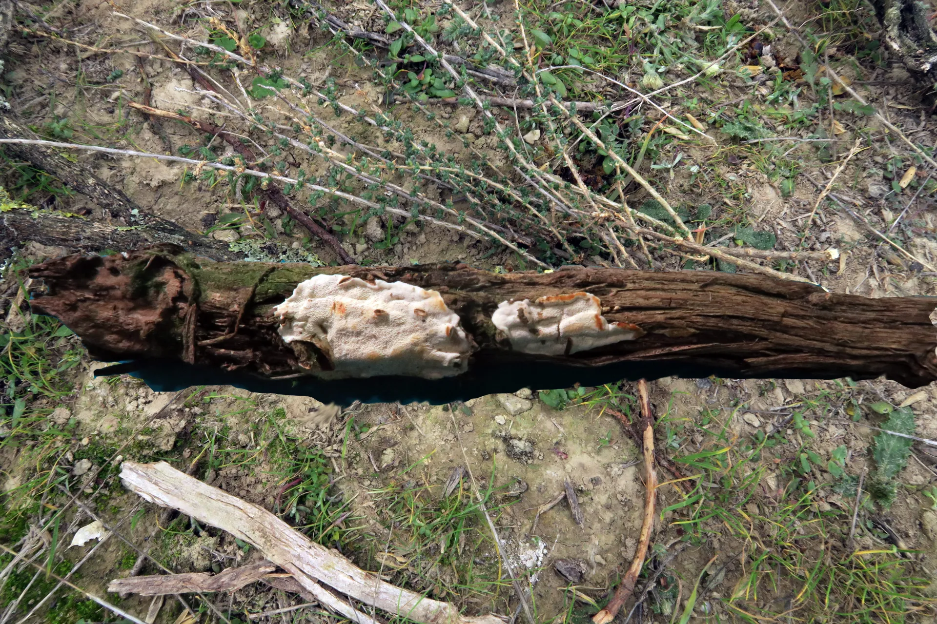 Perenniporia rosmarini - 1